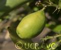 Citrus inodora